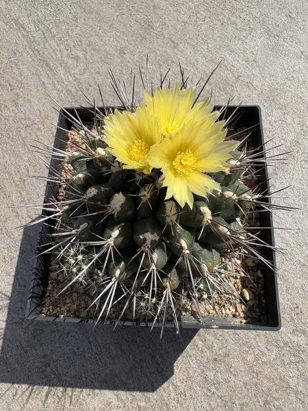 Thelocactus panarottoanus